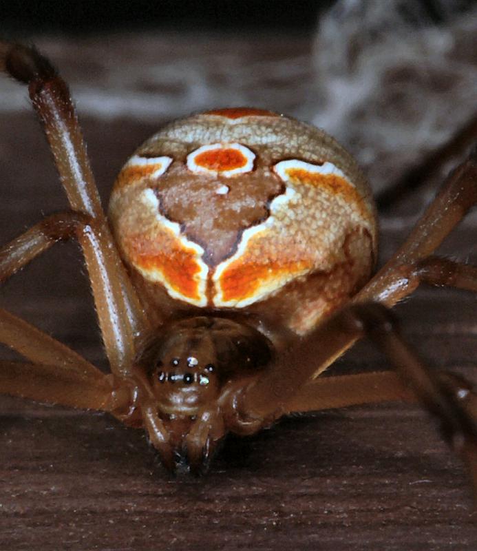 Latrodectus_hasselti_D3414_Z_89_E. of Nuendah homestead_Australie.jpg